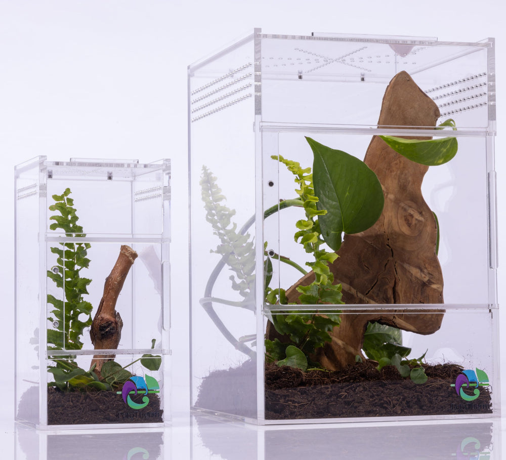 EctoTherm jumping spider enclosure front view highlights secure dual doors for easy habitat access.
