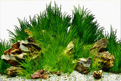 ELEBOX fish-tank-background front HD seaweed print highlights vibrant colors.