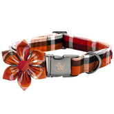 Elegant Little Tail Halloween plaid dog collar on dog for autumn style