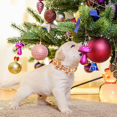 Elegant little tail welded D-ring and buckle detail for secure leash attachment
