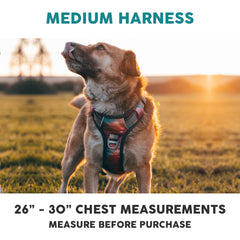 Embark Pets Adventure Reflective Trim enhances visibility during low-light strolls.