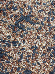 English Creek Supply birds feeding in backyard attracted by the seed