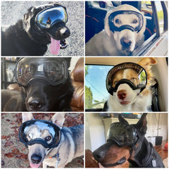 Enjoying Clear Dog Goggles with clear lenses improve visibility during sunny play.