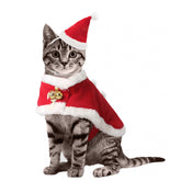 Enjoying sombrero Santa para gato, ideal para fotos navideñas.