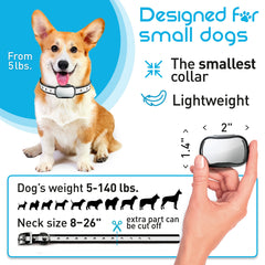 Dog wearing Enrivik small-breed collar during daily walk