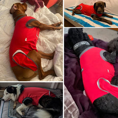 ETIAL Red L Dog Recovery Suit features easy-closure for quick dressing and removal.