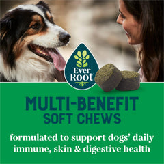 EverRoot Soft Dog Chews in bowl, palatable daily supplement for skin and coat support.