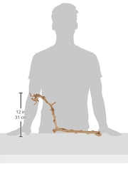 Exo Terra Forest Branch Large terrarium layout showing rainforest and desert versatility.