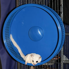 Exotic Nutrition Silent Runner Pro wheel dual-ball bearing ensures smooth, quiet operation during play.