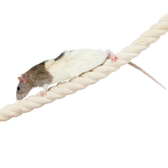 Exotic Nutrition squirrel-agility shot shows bendable rope forming playful climbing paths.