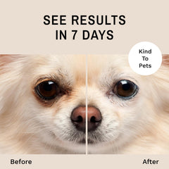 Eye Envy close-up on dog's eyes with cleaner fur around eye area
