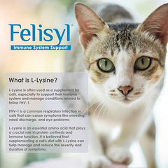 Cat licking Felisyl L-Lysine Gel demonstrates easy taste and daily dosing.