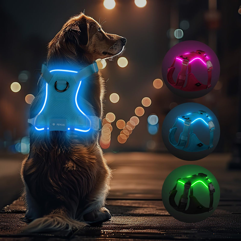 Feycig light up dog harness worn on blue XL dog for nighttime visibility.