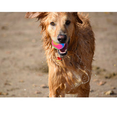 FineInno dog-ball night-play flashing action improves visibility during dusk
