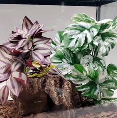 FLmoving decor terrario reptiles, combinación de estética y refugio