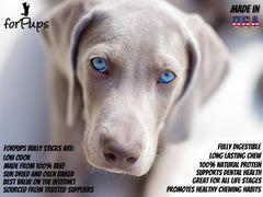 forPups Regular bully sticks 3-4 inch chews designed for long-lasting puppy play