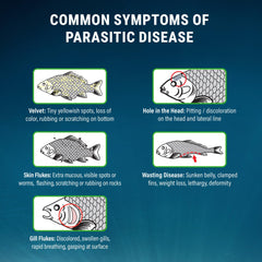 In-tank application of ParaCleanse demonstrates treatment in progress.