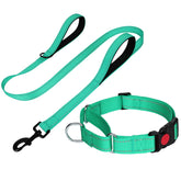 FunTags reflective martingale collar turquoise enhances nighttime visibility during walks.