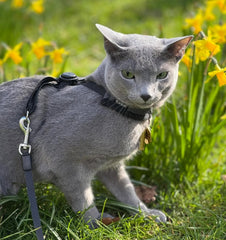 Furee Omni-fit harness padded breathable collar provides comfortable, skin-friendly support.