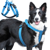 JC HOUSE Galaxy Reflective Dog Harness back-clip blue M for safer night walks