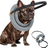 Generic blind dog bumper halo worn for safer navigation around furniture and walls.