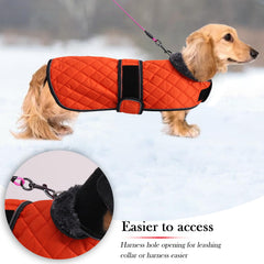 Geyecete dachshund coat with reflective piping enhances night visibility.