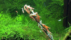 GlasGarten piruletas para camarones con moringa, aporte mineral.