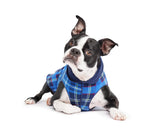 Gold Paw Duluth dog wearing blue plaid fleece vest for chilly walks.