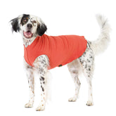 Gold Paw stretchy fleece jacket on a small dog showing warm, snug fit for winter walks