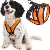 Gooby Comfort X Harness orange front view on a small dog showing no-pull design