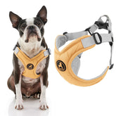 Gooby Memory Foam Step-In Harness on a small dog during a sunny walk for comfort.