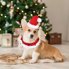 GOYOSWA dog Christmas collar with bells for charming holiday looks.