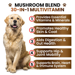 Grateful Pawz turkey tail dog ingredients mushrooms closeup emphasizes variety for immune and gut wellness.