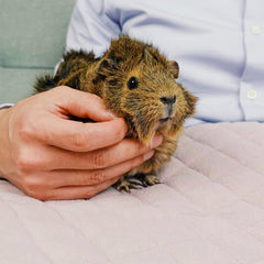 GuineaDad Premium Liner blush side view highlights plush fleece and snug paw comfort.