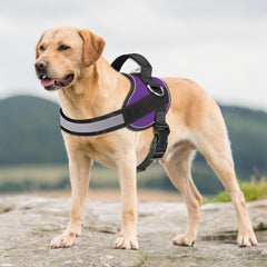 Haapaw harness reflective trim for safer dusk and dawn walks
