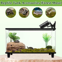 Halatool green moss in a terrarium creating a natural habitat