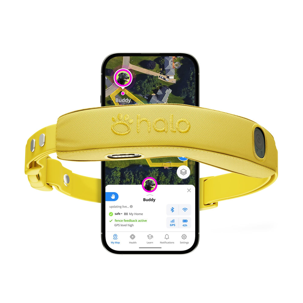 Halo Collar 5 sunburst waterproof design on an active dog for outdoor adventures