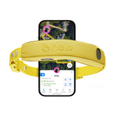 Halo Collar 5 sunburst waterproof design on an active dog for outdoor adventures