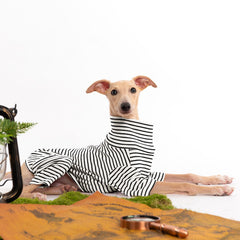 Haloumoning dog sweater elastic underbelly, easy on-off for quick outdoor trips.