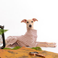 Haloumoning dog sweater two-foot design back and chest coverage