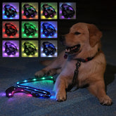 Hamraba 5ft light-up dog leash showing multiple lighting modes for safer night walks.