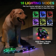 Hamraba LED leash with an ultra-bright beam for dusk visibility.