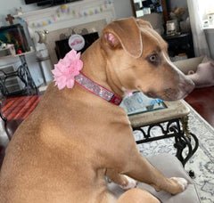 Haoyueer hot pink7 leash complements the sparkling collar for coordinated pet fashion.