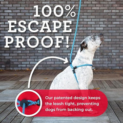 Harness Lead rainforest walking scene demonstrates secure fit during outdoor strolls.