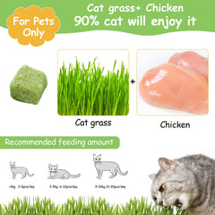 HavenJanny teething-stick cat grass focusing on soothing crunch for dental comfort