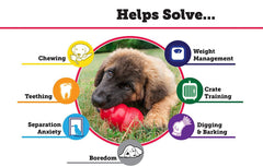 HDP KONG Classic two-pack large dog chewing in action for interactive play