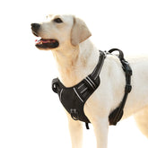 HEELE dog harness front view shows padded chest for comfortable daily walks.