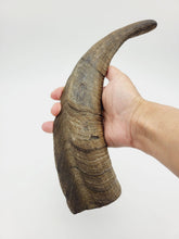 Herders Choice chews dried goat horns large 1pc close up showing durability for dogs