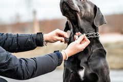 Herm Sprenger 2.25mm prongs collar designed for controlled training.