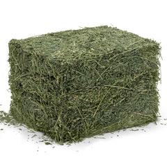 High Desert Alfalfa Hay rabbit enjoying a nibble.